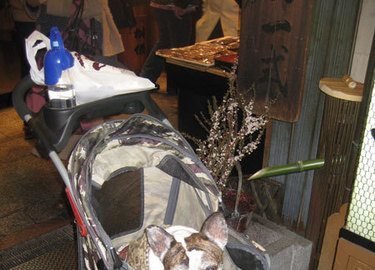 Dog in a buggy at Nishiki Market, Kyoto.